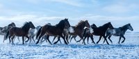 Wild horses galloping through snowy winter landscape with dramatic sky. Herd of horses running across frozen terrain in cold weather conditions.