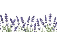 Purple lavender flowers with green stems arranged in row on white background for aromatherapy spa wellness design projects.