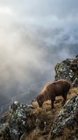 Wild goat grazing on rocky mountain cliff edge with dramatic misty clouds and valley below creating moody atmospheric landscape scene.