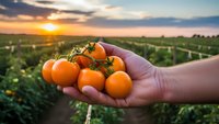 Fresh cherry tomatoes in farmer's hand at sunset in organic vegetable garden. Agricultural harvest concept for healthy eating and sustainable farming.