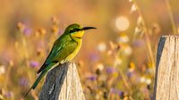 Green bee-eater bird perched on wooden fence post in golden sunset light with blurred wildflower meadow background for nature and wildlife photography.