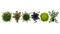 Six diverse garden plants arranged in a row, isolated on white background, showcasing variety of textures, colors, and foliage for botanical and gardening projects.