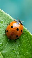 Orange ladybug with black spots resting on green leaf surface in natural garden environment for nature photography and insect macro studies.