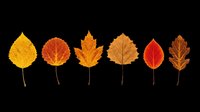 Six autumn leaves in warm orange, red, and brown tones, isolated on transparent background. Ready for fall clipart, stickers, t-shirt design, sublimation, and print on demand.