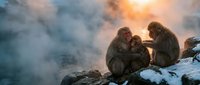 Japanese macaque monkey family grooming together on snowy rocks during winter sunset with steam rising from hot springs creating warm atmospheric scene.