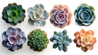 Collection of colorful succulent plants arranged in two rows, showing variety of rosette formations with different shapes and hues from green to purple and orange.