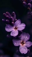 Purple flowers with water droplets on petals blooming in dark moody garden setting with soft focus background for nature photography and botanical designs.