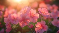 Pink geranium flowers blooming in garden at sunset with soft bokeh background, delicate petals glowing in warm evening light creating romantic atmosphere.