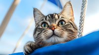 Curious tabby cat with striking blue eyes peering upward against vibrant blue background. Feline displays alert expression and raised head posture showing whiskers and markings.