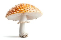 Vibrant orange fly agaric mushroom with white spots isolated on white background, showcasing detailed cap and stem structure for nature and botanical design projects.
