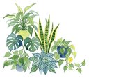 Tropical houseplants collection with monstera, snake plant and pothos on white background isolated for interior design and botanical decoration.
