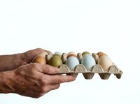 Mature male hand holding open cardboard egg carton with assorted brown, white, and green eggs isolated on white background for food, agriculture, and cooking projects.