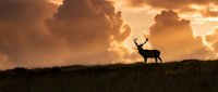 Majestic stag deer silhouette standing on grassy hill against dramatic golden sunset sky with storm clouds. Wildlife nature scene for outdoor adventure concepts.