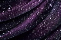 Water droplets on dark purple flower petals create dramatic macro texture with morning dew and natural light reflections. Artistic nature photography background.