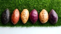 Colorful variety of raw organic sweet potatoes lined up on green grass background showing different natural shades from purple to orange and yellow.
