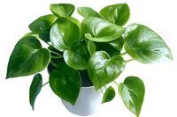 Vibrant green heart-shaped philodendron leaves cascade from white ceramic pot against isolated background, ready for design projects and botanical illustrations.