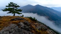 Dramatic mountain landscape with lone pine tree on rocky cliff edge overlooking misty valley and peaks at dawn, creating moody atmospheric scenery.
