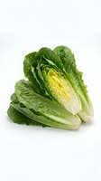 Fresh romaine lettuce heads isolated on white background for culinary and healthy eating designs.