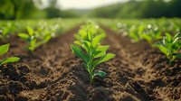Young green plant growing from fertile soil in agricultural field, with rows of seedlings in soft morning light. Organic farming and spring growth concept.