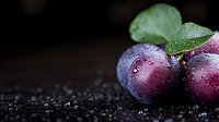Fresh ripe purple plums with water drops and green leaves on dark background, macro shot with selective focus and copy space for food design.