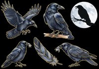 Crow and raven collection isolated on transparent background. Dark birds in various poses, perched and flying positions. Ready for t-shirt design, clipart, stickers, print-on-demand products, and sublimation projects.