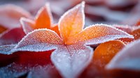 Orange flower petals covered in morning frost crystals, macro photography with soft blur background creating dreamy winter nature scene.