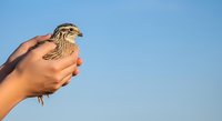 Close-up of human hand holding small falcon or hawk chick against clear blue sky, wildlife education and bird conservation concept.