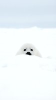 White seal peeking above snow with dark eyes and nose visible, arctic wildlife in snowy landscape, winter animal photography.