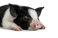 Adorable black and white spotted piglet lying down on white background, isolated. Close up view of young domestic pig showing pink snout and relaxed pose.