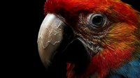 Vibrant red macaw parrot head close-up portrait showing detailed feathers and curved beak against dark background for wildlife photography projects.