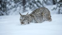 Wild lynx crouching in deep snow during winter snowfall in forest habitat showcasing natural wildlife behavior and survival instincts in cold climate.
