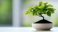 Small bonsai tree with bright green leaves in white ceramic pot against soft blurred background, zen garden miniature growing in fresh soil.