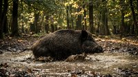 Wild boar resting on forest floor among fallen autumn leaves in natural woodland habitat during golden hour light for wildlife photography projects.