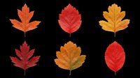 Six autumn leaves in red, orange, and yellow tones, isolated on transparent background. Ready for fall clipart, stickers, t-shirt design, sublimation, and print on demand.