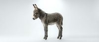 Gray donkey standing in profile on white background isolated for design and commercial use in agriculture and farm animal concepts.