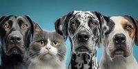 Group of domestic pets including dogs and cat looking at camera on blue background for veterinary care and animal companionship concepts.