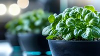 Fresh green basil plant growing in black pot with blurred background, close up view of aromatic herb leaves for cooking and garnishing dishes.