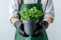 Gardener in green apron and black gloves holding fresh potted microgreens against light background, demonstrating sustainable home growing and urban farming.