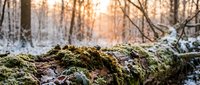 Moss-covered fallen log in snowy winter forest with warm sunlight filtering through bare trees creating peaceful woodland atmosphere.