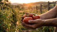 Farmer hands holding fresh ripe red tomatoes at sunset in organic vegetable garden with mountain landscape background for healthy food harvest concept.