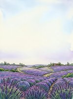 Expansive lavender fields with rolling hills, winding pathways, and distant farmhouses under soft, hazy sky. Agricultural landscape artwork for wall decor and design projects.