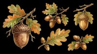 Acorn and oak leaf branches isolated on transparent background. Ready for t-shirt design, clipart, stickers, sublimation, and print-on-demand products.