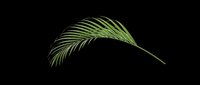 Curved green palm frond isolated on transparent background, ready for t-shirt designs, clipart, stickers, sublimation, and print-on-demand projects.