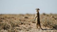 Meerkat standing alert on hind legs in natural desert habitat with sparse vegetation and sandy terrain under clear sky for wildlife photography.