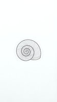 Spiral seashell line drawing isolated on white background, ready for design projects, tattoo inspiration, and educational materials.