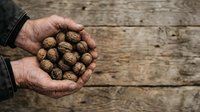 Mature male hands holding fresh walnuts in shells over rustic wooden surface. Suitable for food, agriculture, nutrition and healthy eating content.