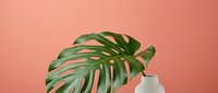 Variegated monstera leaf with green and cream striped foliage in white vase against coral pink background for botanical and interior design projects.