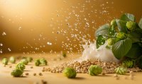 Fresh green hop cones and malt grains with water drops splashing in golden light, raw ingredients for craft beer brewing on wooden surface.