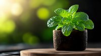 Fresh green basil plant growing in small pot with water drops on leaves against dark background with natural bokeh light effect and wooden surface.