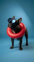 Black French Bulldog wearing swimming goggles and red inflatable ring against blue background. Summer vacation and pet travel concept.